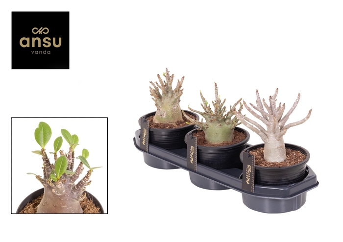 <h4>Adenium "Ansu" Baobab</h4>