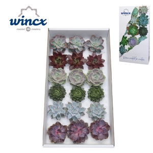 Wincx® - Echeveria Mix (6x3)