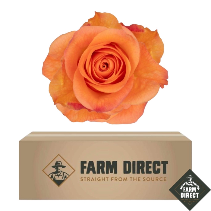 <h4>R GR JOY BOX x50</h4>