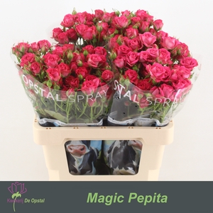 R tr Magic Pepita