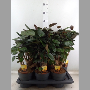 Polyscias scutellaria 'Fabian'