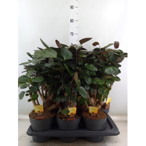 Polyscias scutellaria 'Fabian'