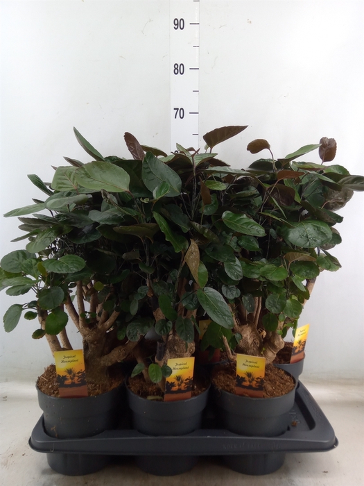 <h4>Polyscias scutellaria 'Fabian'</h4>