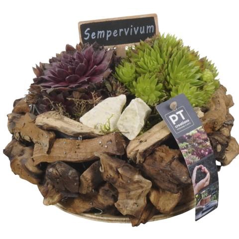 <h4>PTS7443 Arrangementen Sempervivum</h4>