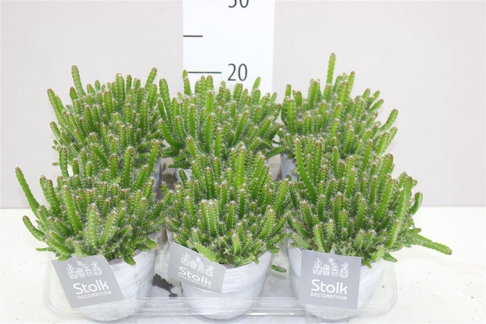 <h4>Hylocereus Undatus White Wash Keramiek</h4>