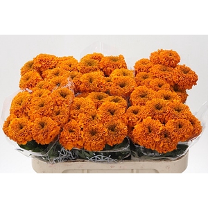 Tagetes Marigold Promise Orange