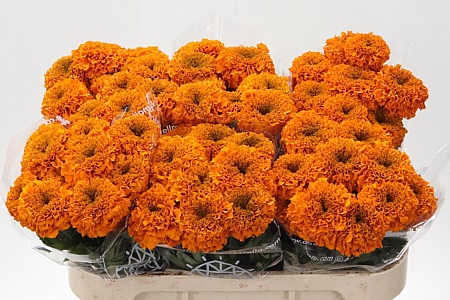 <h4>Tagetes Marigold Promise Orange</h4>