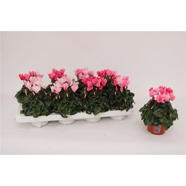 <h4>Cyclaam 'Crayon' Salmon</h4>