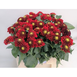 Dahlia Red Fox Koppert
