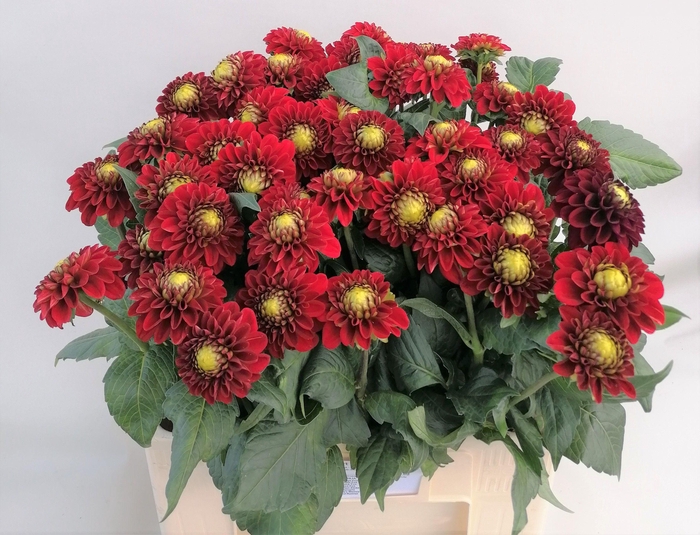 <h4>Dahlia Red Fox Koppert</h4>