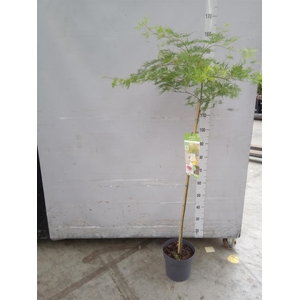 Acer palmatum 'Emerald Lace'