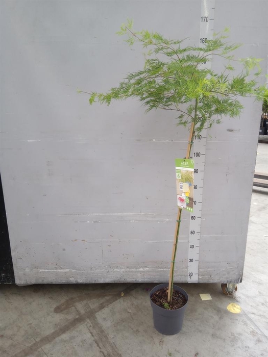 <h4>Acer palmatum 'Emerald Lace'</h4>