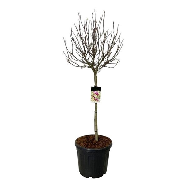 <h4>Magnolia 'Susan'</h4>