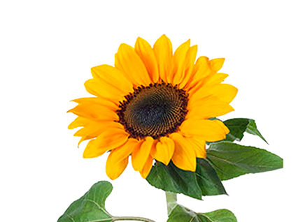 <h4>GIRASSOL VINCENTS CHOICE 080 CM</h4>