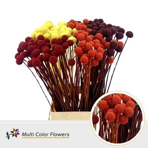 Craspedia Herfst Mix