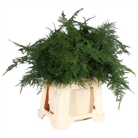 <h4>ASPARAGUS SETACEUS EERSTE VEREN</h4>