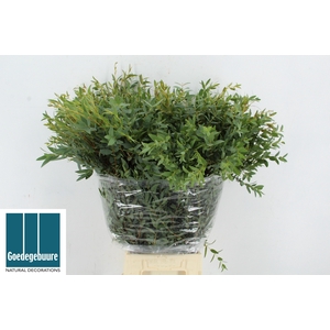 EUCALYPTUS PARVIFOLI