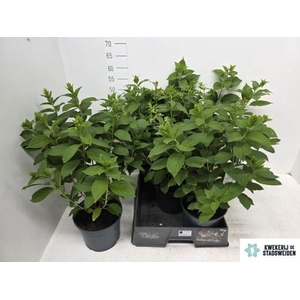 HYDR PANICULATA
