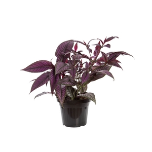 STROBILANTHES DYERIANA P24