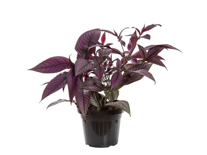 <h4>STROBILANTHES DYERIANA P24</h4>