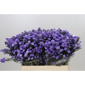 Aster Baby Blue