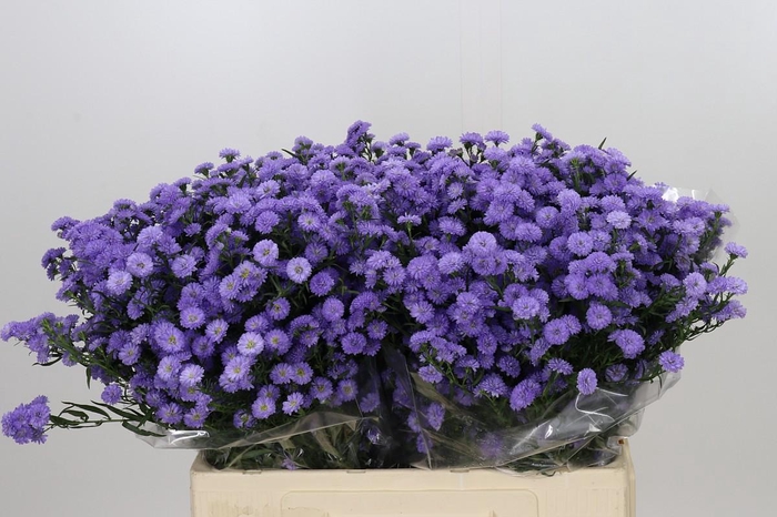 <h4>Aster Baby Blue</h4>
