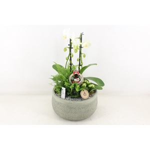 arr2 PL - Ker. barok groen Phal cascade