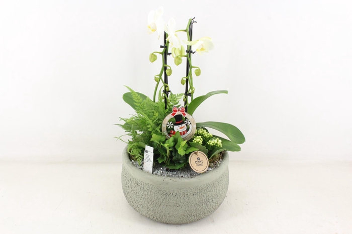 <h4>arr2 PL - Ker. barok groen Phal cascade</h4>