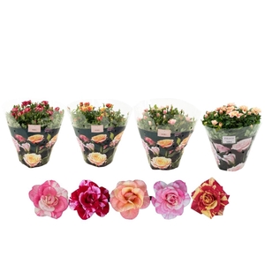 Nolina Roses Excellent schaal Ø 23 cm. Special Mix