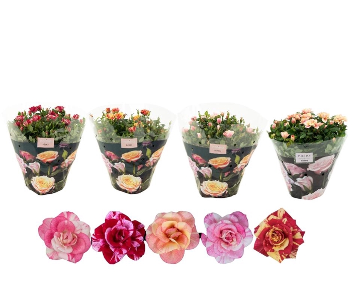 <h4>Nolina Roses Excellent schaal Ø 23 cm. Special Mix</h4>
