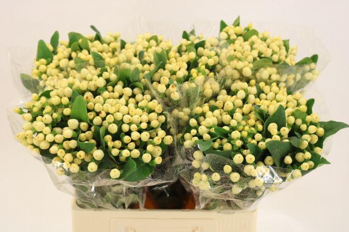 <h4>HYP MAG WHITE PRINCE</h4>