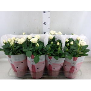 Rosa  'Amorosa Infinity White'