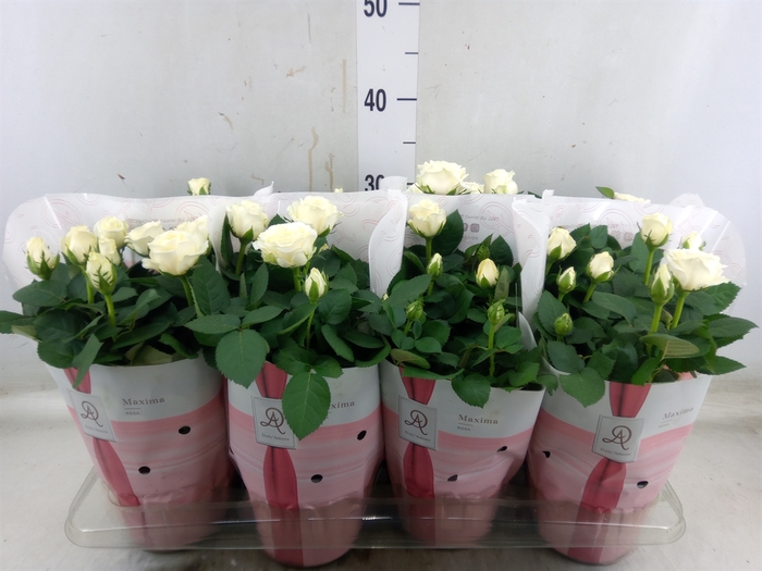 <h4>Rosa  'Amorosa Infinity White'</h4>