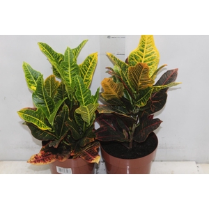 CROTON HIBRIDO EXCELLENT P17