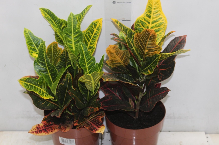 <h4>CROTON HIBRIDO EXCELLENT P17</h4>