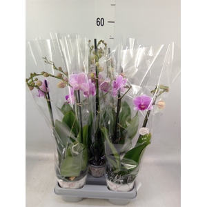 Phalaenopsis   ...lilac