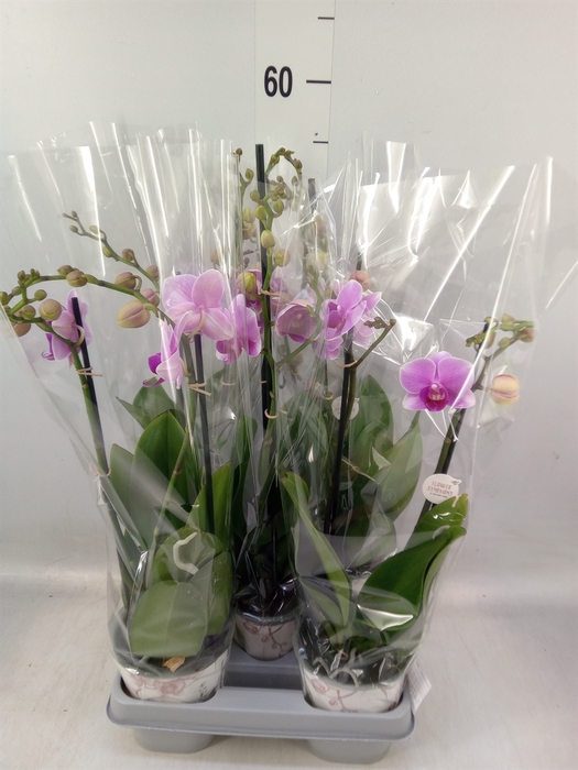 <h4>Phalaenopsis   ...lilac</h4>