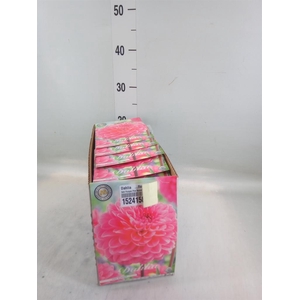 Dahlia   ...flowerbulbs