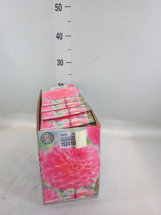 <h4>Dahlia   ...flowerbulbs</h4>