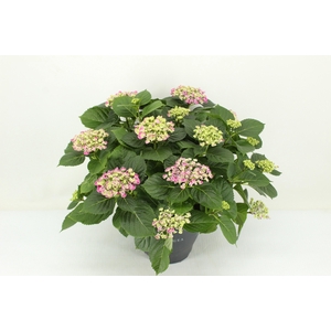 Hydrangea Curly Wurly roze