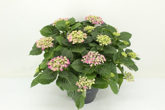 <h4>Hydrangea Curly Wurly roze</h4>