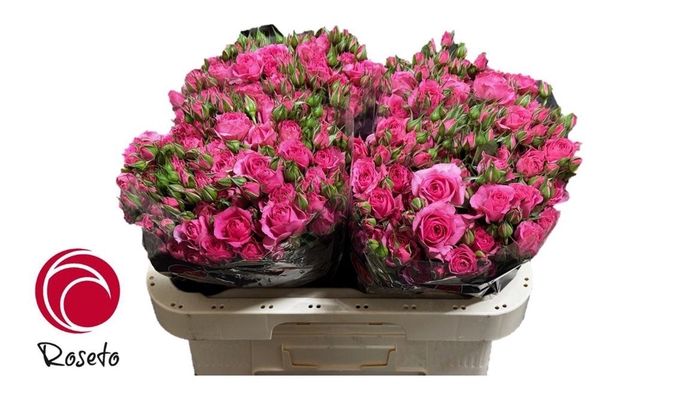 <h4>R Tr Pink Dimension</h4>