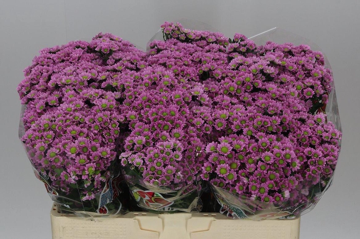 <h4>Sant Mad Tanga Pink</h4>