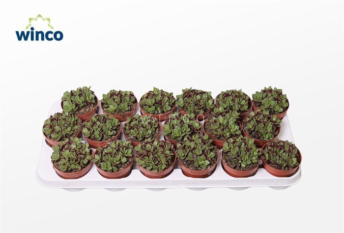 <h4>Anacampseros Rubra</h4>