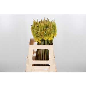 Kniphofia Sun Yellow
