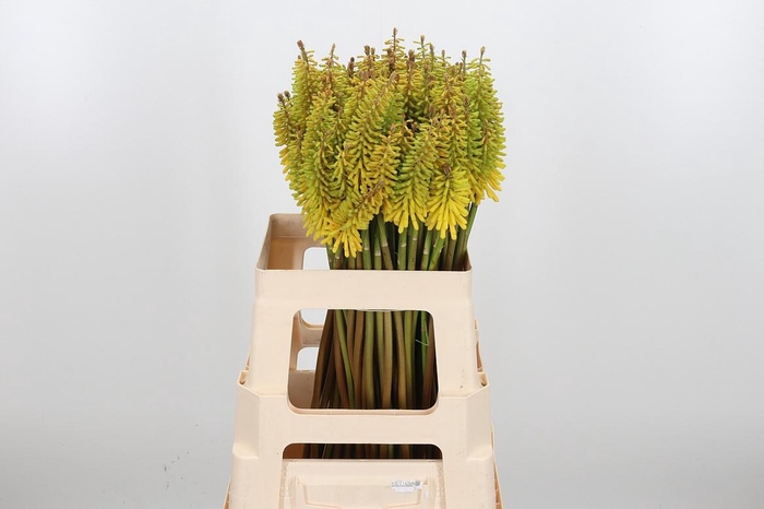 <h4>Kniphofia Sun Yellow</h4>