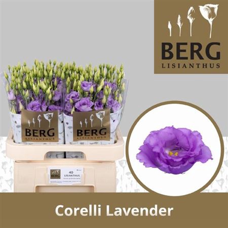 <h4>Eus G Corelli Lavender</h4>