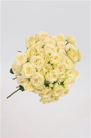 <h4>R Gr Tr Sandy Coast</h4>