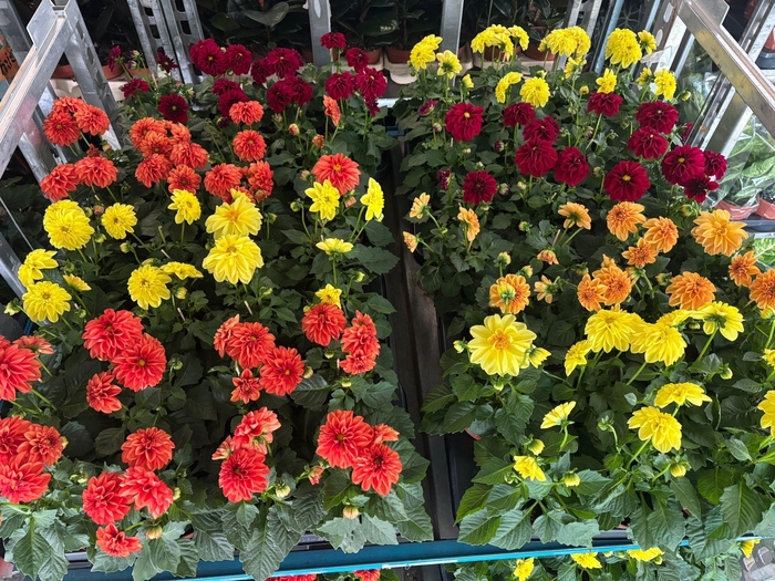 <h4>DAHLIA MIXK 5 KL</h4>