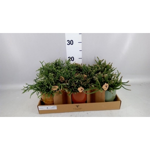 Rhipsalis   ...mix